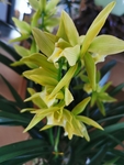 兰花