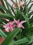 兰花