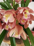 兰花