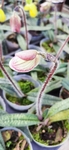 兰花