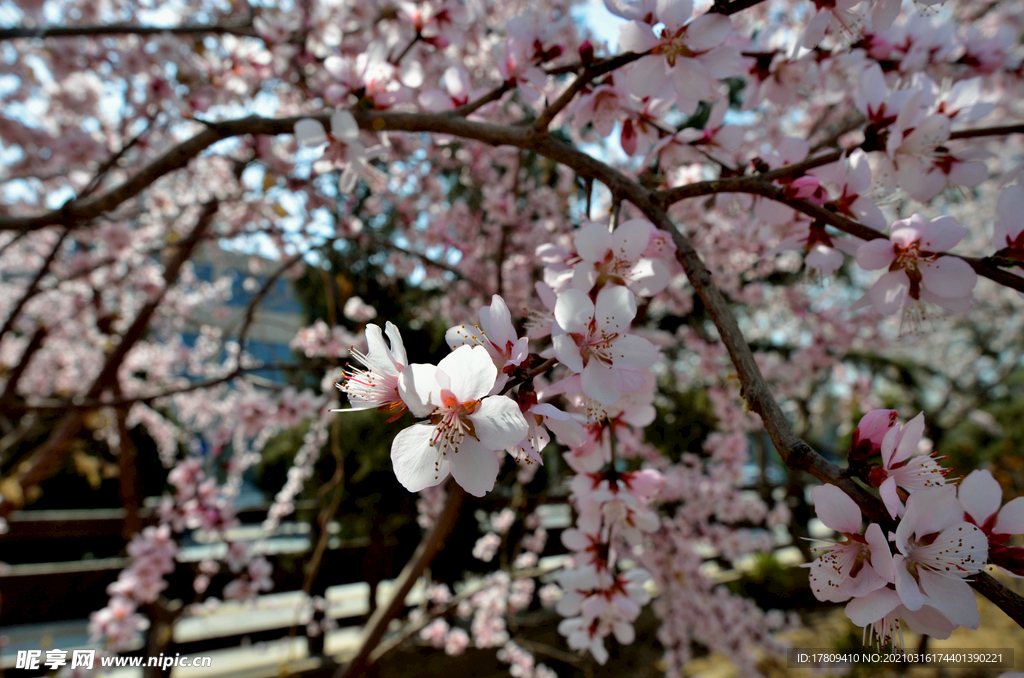 杏花
