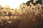黄昏的芦苇荡