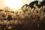 黄昏的芦苇荡