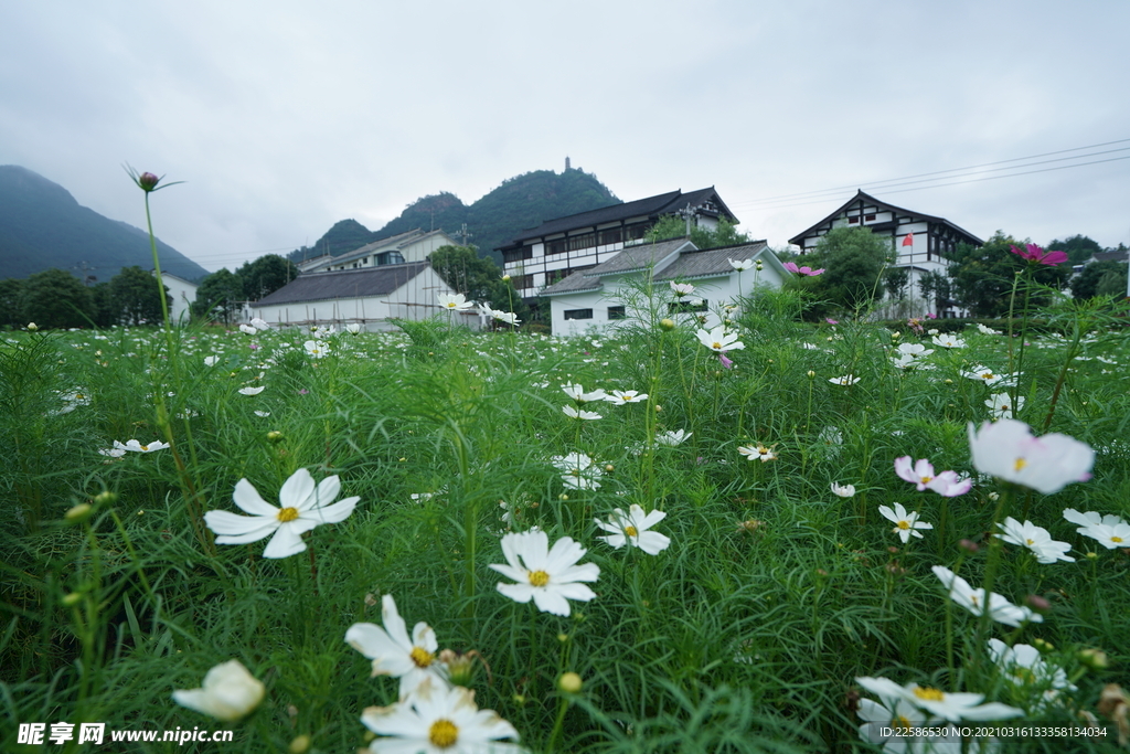 田园风光