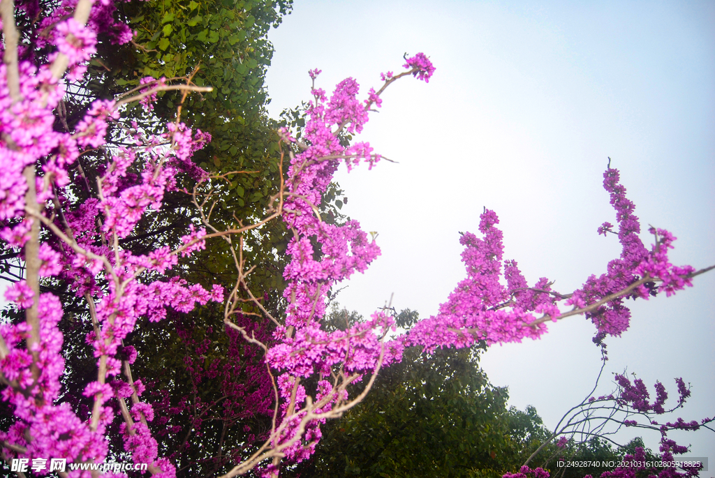 紫荆花