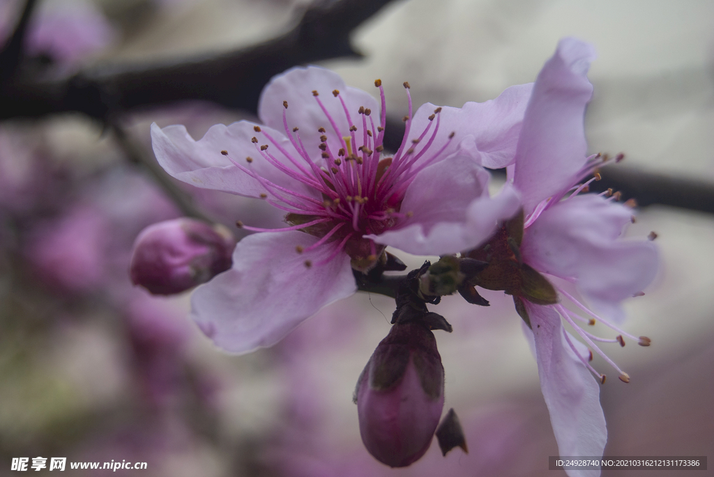 桃花