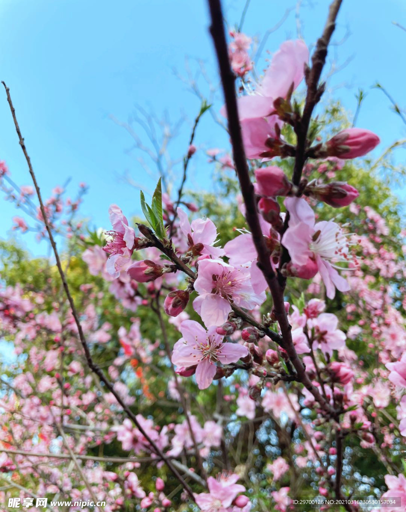 桃花