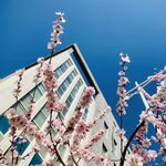 梅花