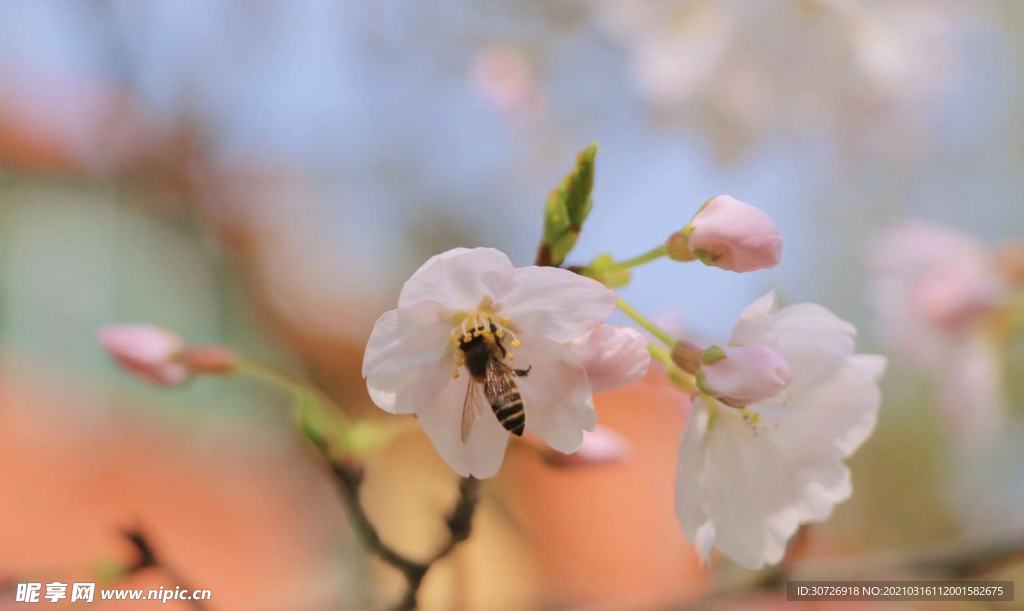 樱花