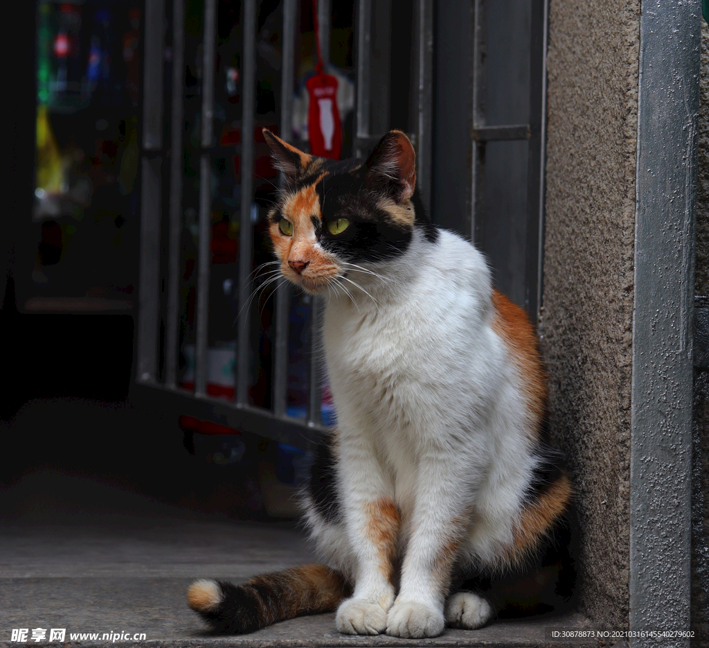 cat 猫科  喵咪