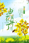 油菜花开