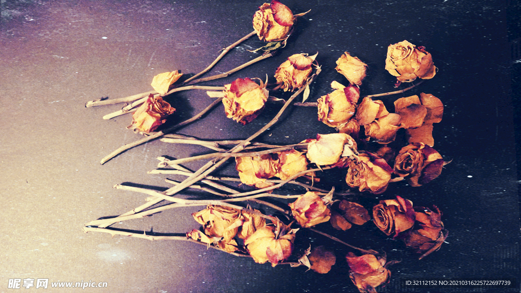 枯萎玫瑰花