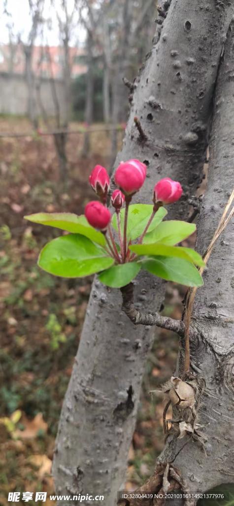 海堂花