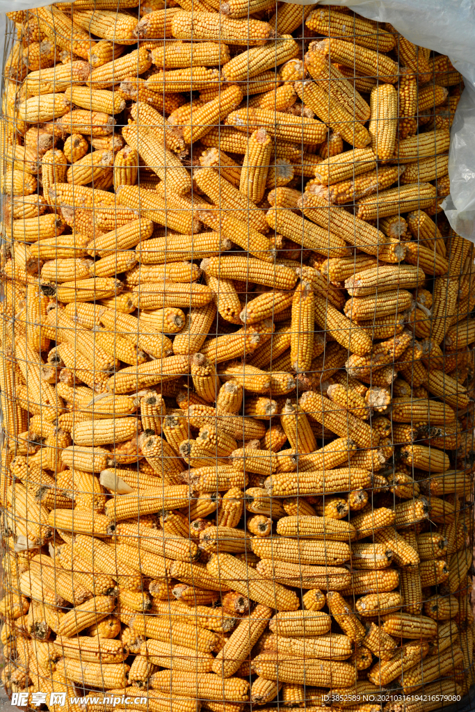 丰收的一堆玉米 黄金玉米