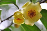 金茶花