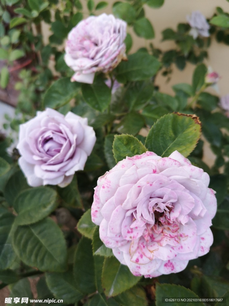 月季花朵粉色月季