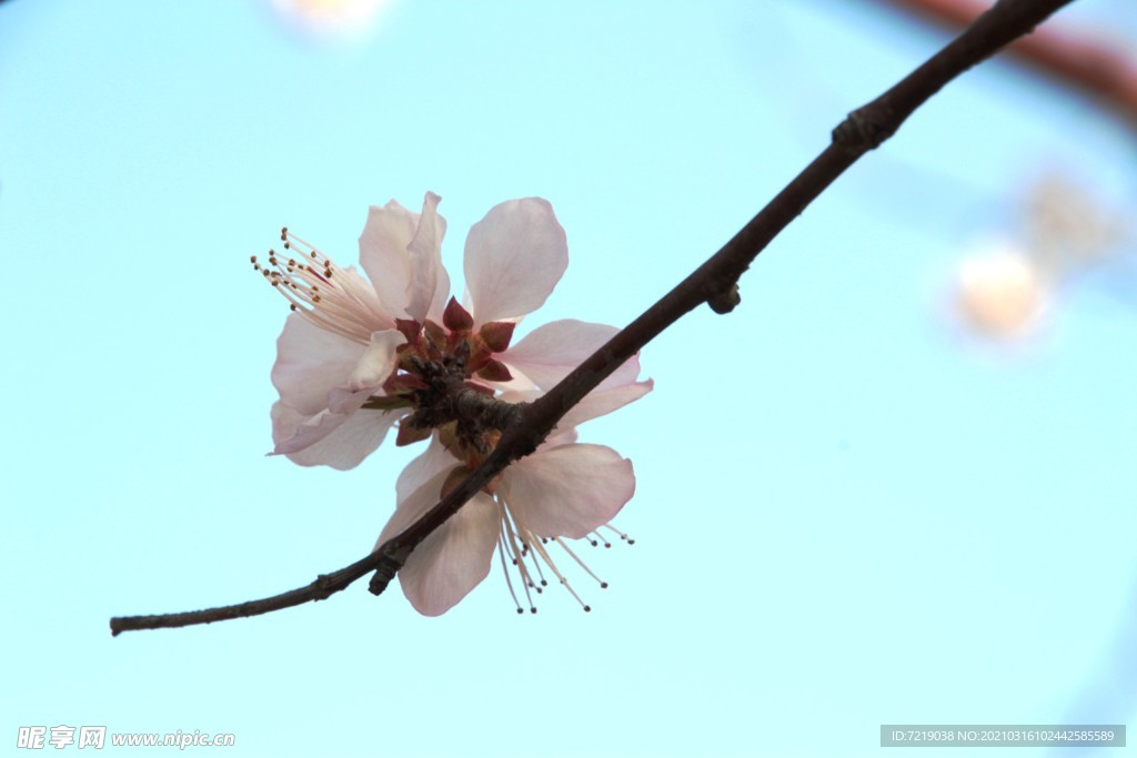 山桃花