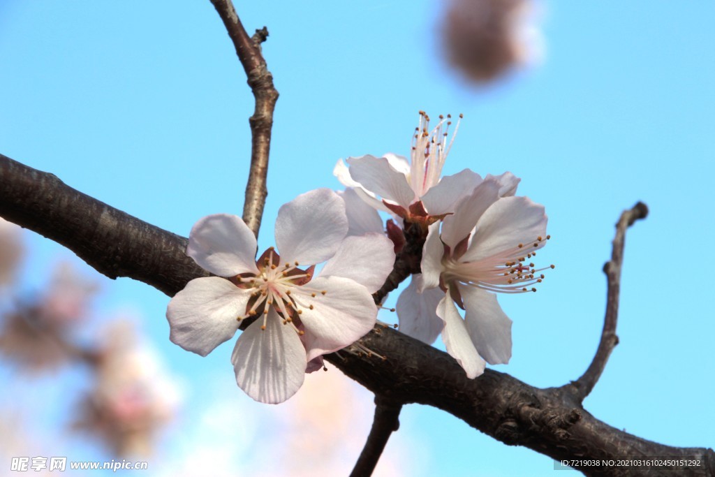 山桃花