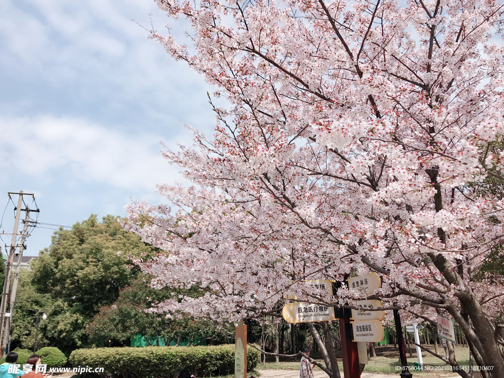 樱花