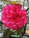 茶花