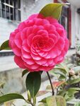 茶花