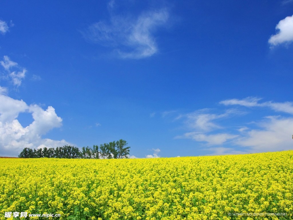 油菜花