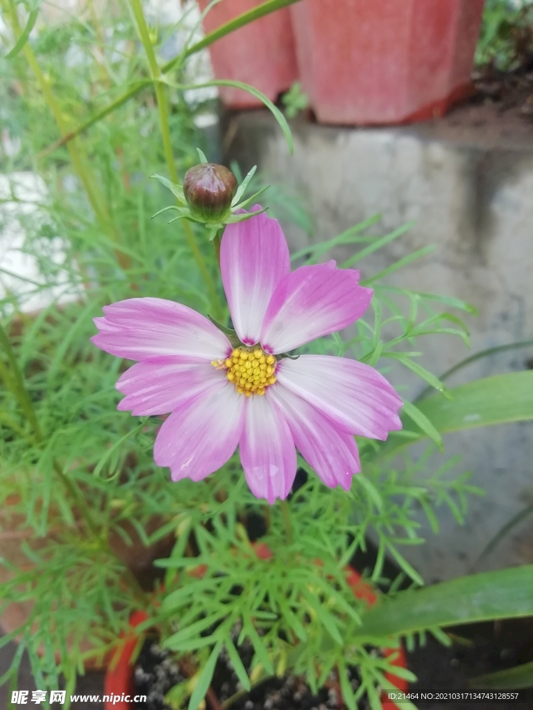 波斯菊