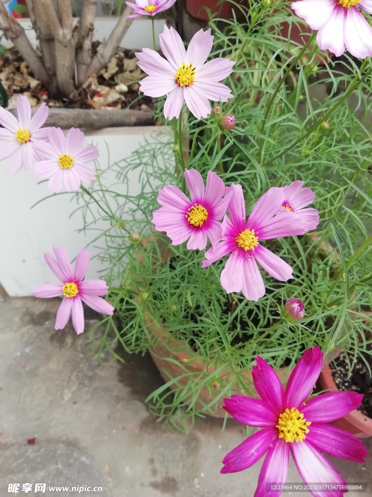 波斯菊