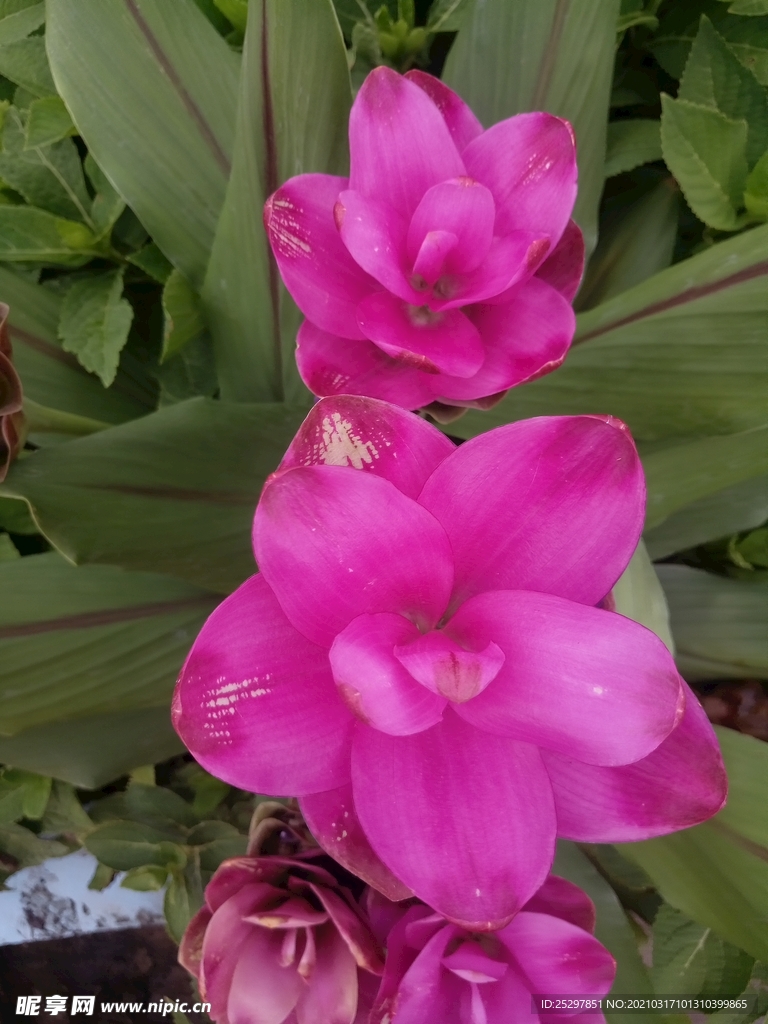 花