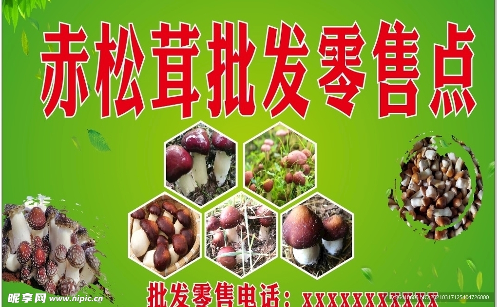 赤松茸批发零售