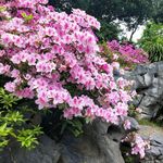 柳州柳侯公园 杜鹃花