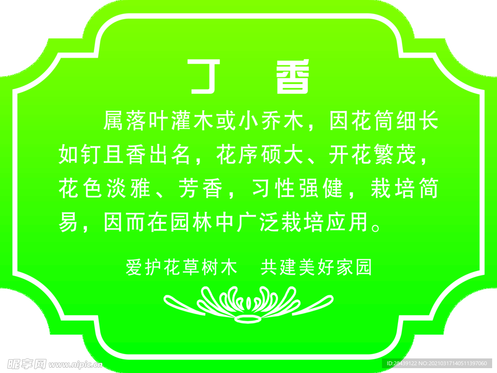 丁香