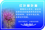 红叶榆叶梅