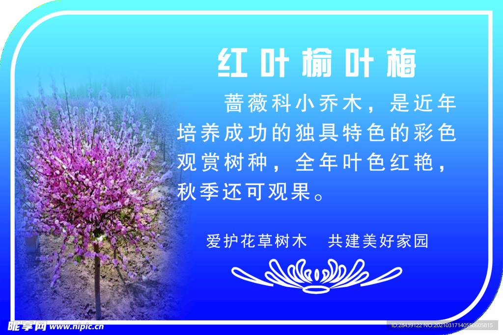 红叶榆叶梅