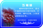 五角枫