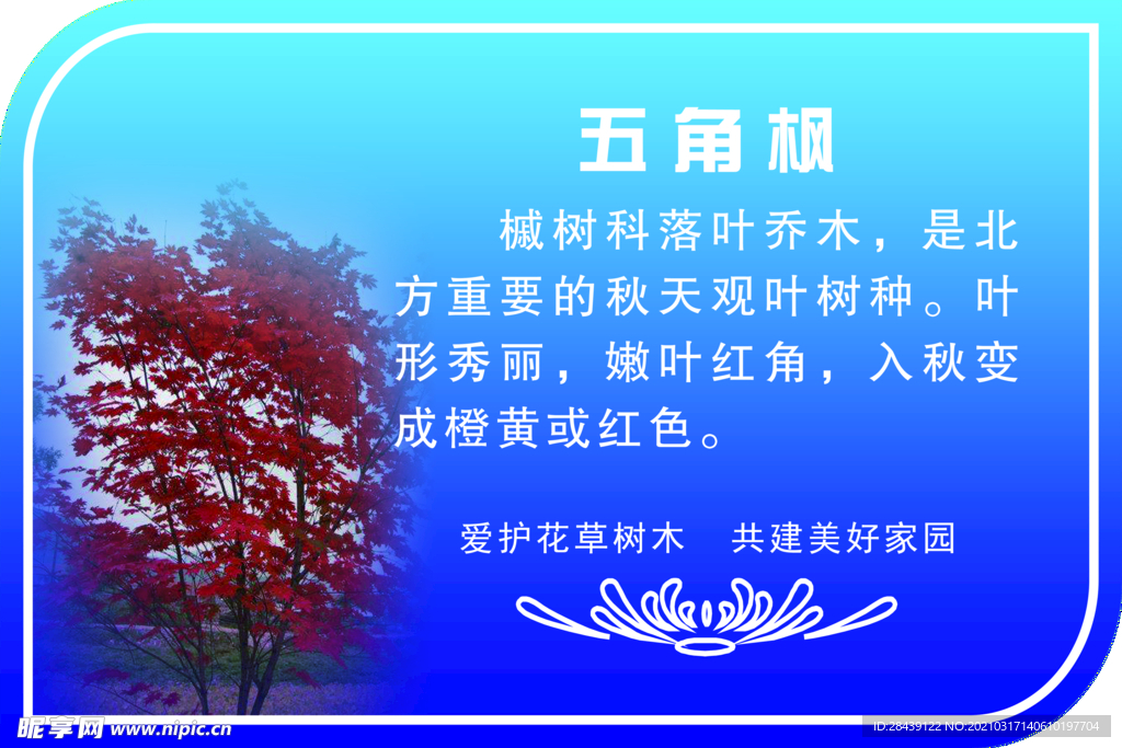 五角枫
