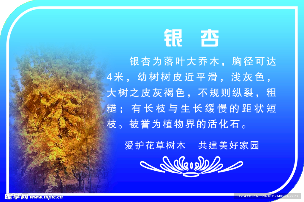 银杏
