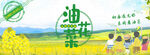 油菜花banner图