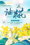 油菜花