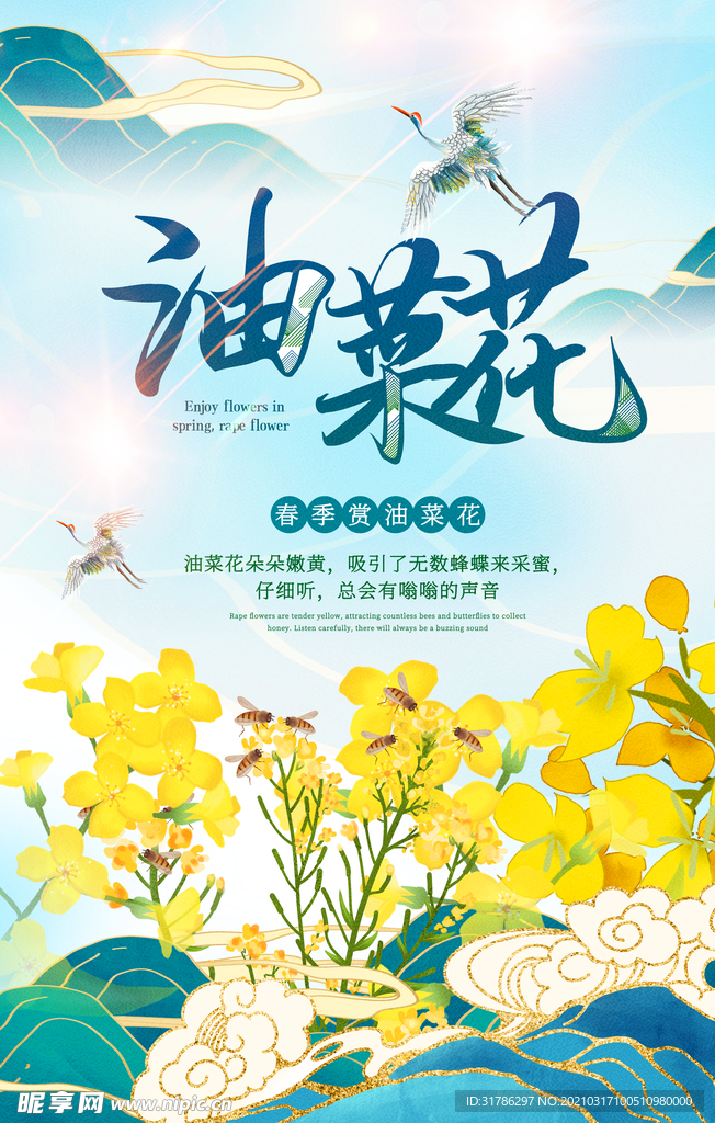 油菜花