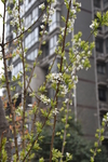 绿植图片