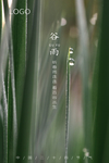 谷雨