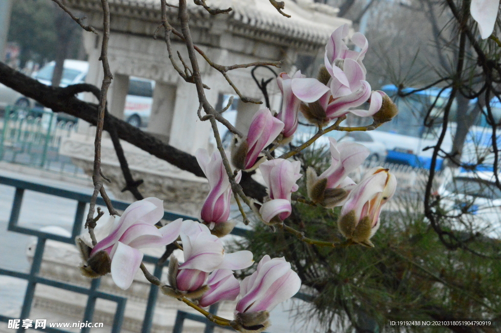 望春玉兰