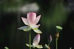 盛开莲花