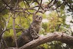 树上的猫