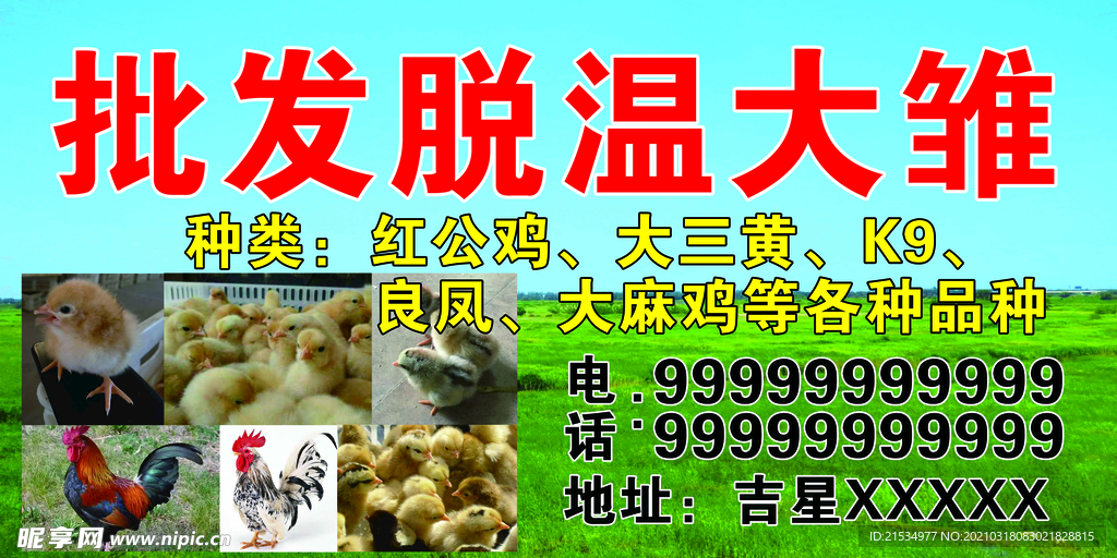 批发脱温大雏