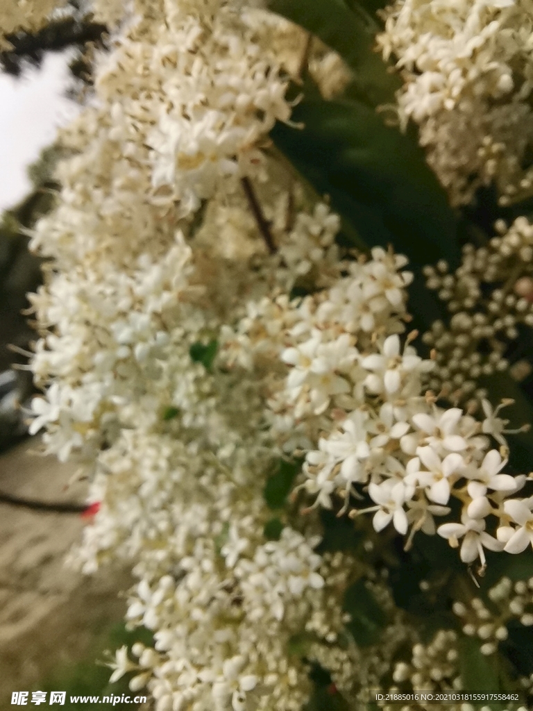 白色花