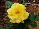 月季花