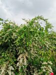 小白花