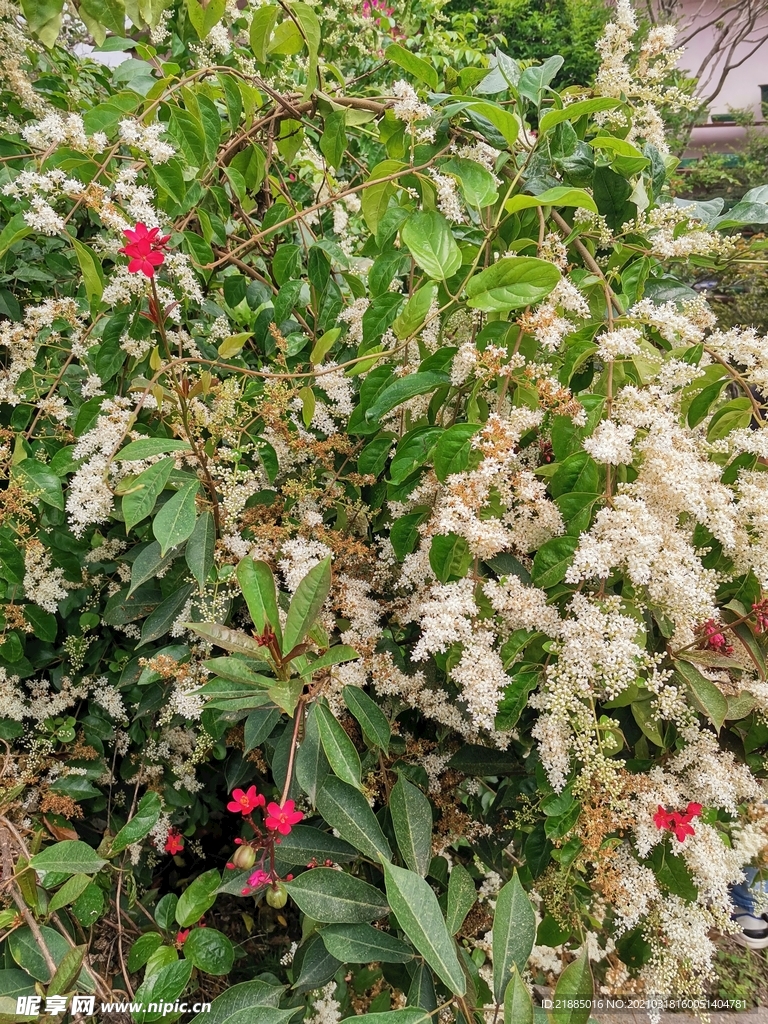 小白花